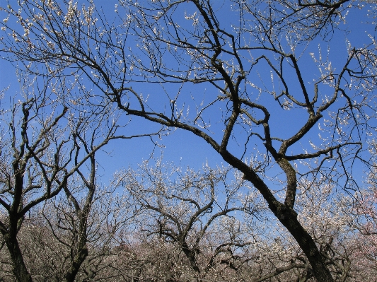 Tree nature branch blossom Photo