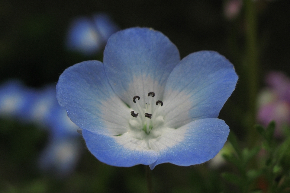 Natureza florescer plantar fotografia