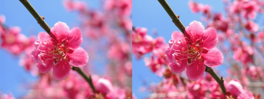 木 ブランチ 花 植物 写真