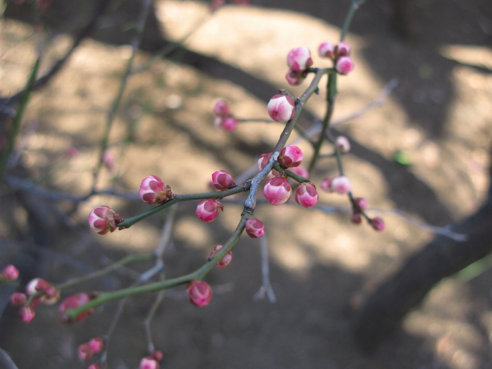 Tree nature branch blossom