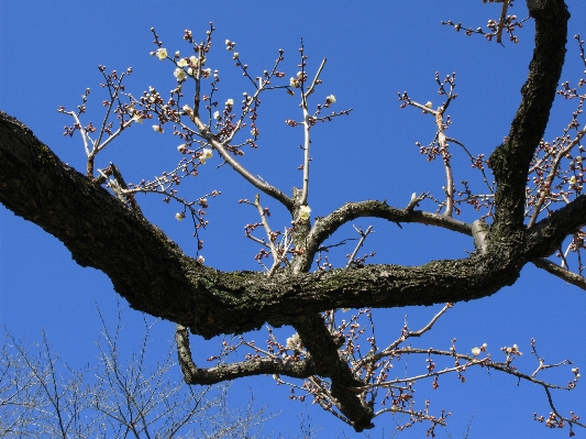 Tree nature branch blossom Photo