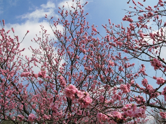 木 ブランチ 花 植物 写真