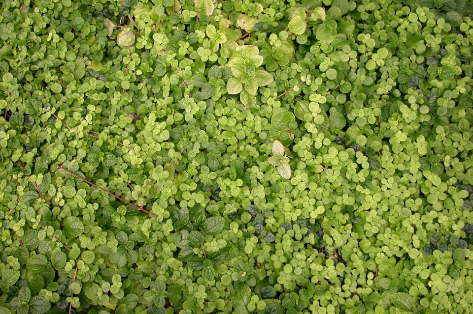 植物 葉 花 モス
