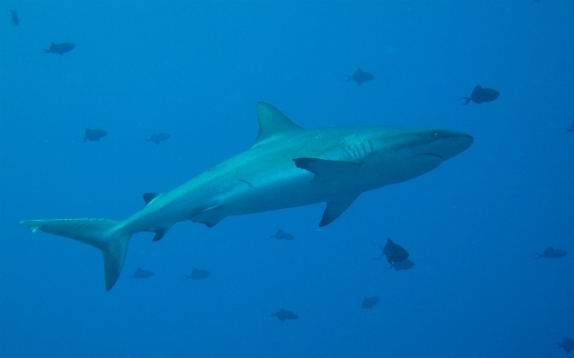 Diving underwater high biology Photo