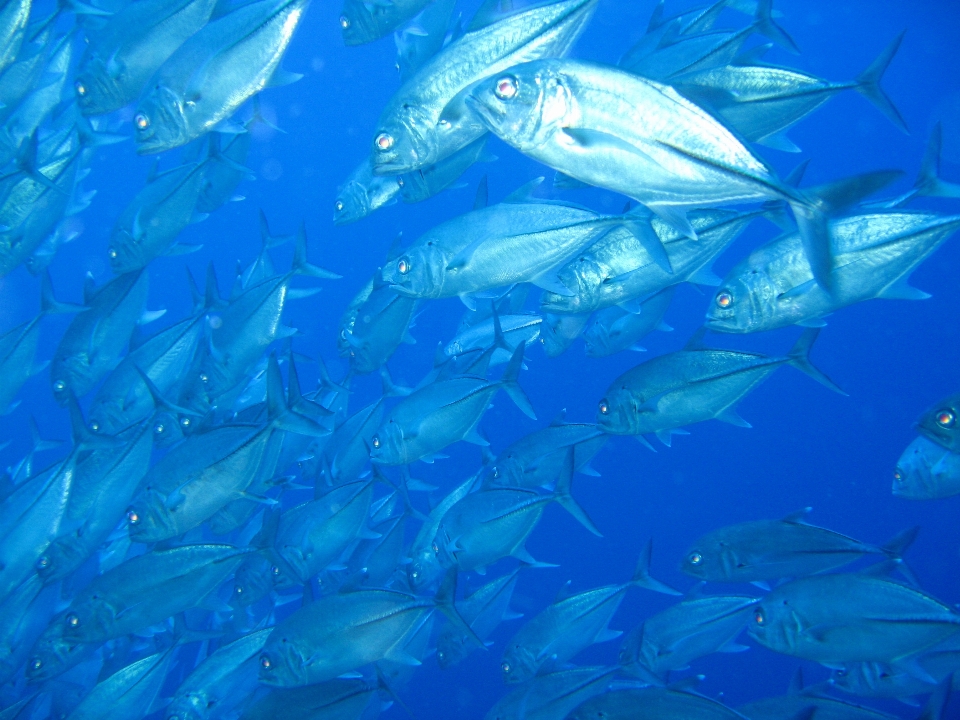 Buceo submarino alto biología