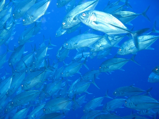 ダイビング 水中 高い 生物学 写真