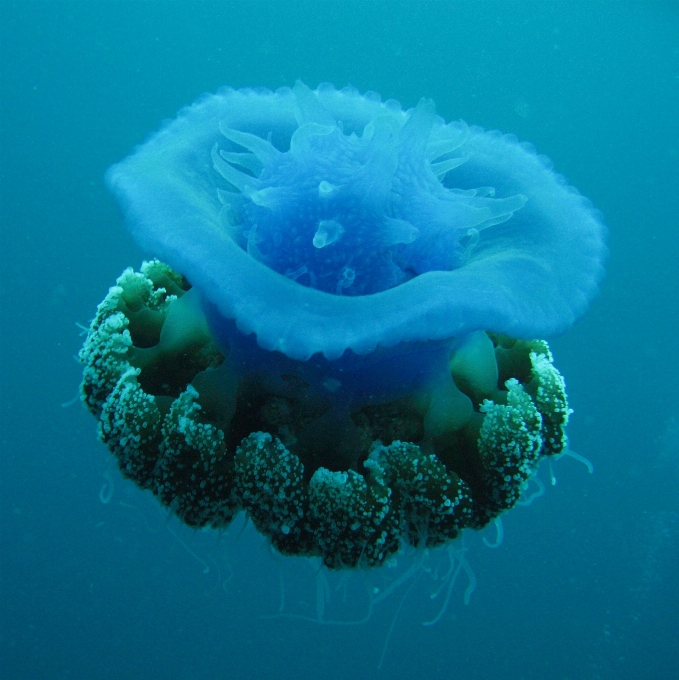 潜水 水下 高的 生物学