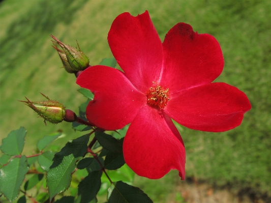 Blossom plant leaf flower Photo