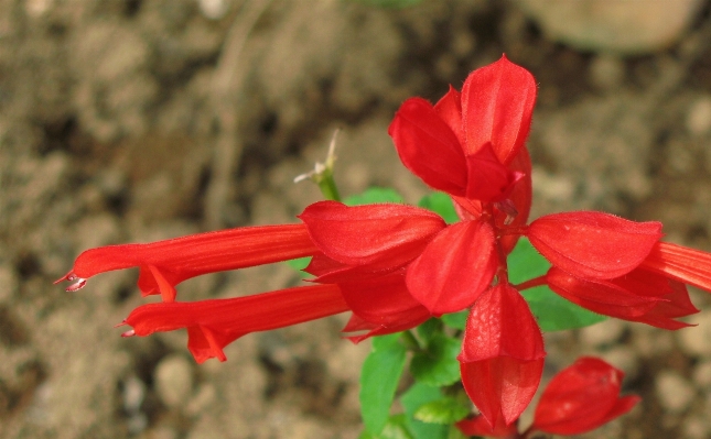 Plant leaf flower petal Photo