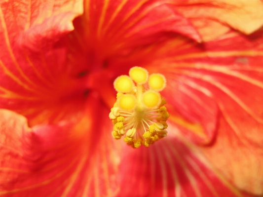 Blossom plant flower petal Photo