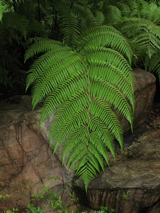 Tree forest plant leaf