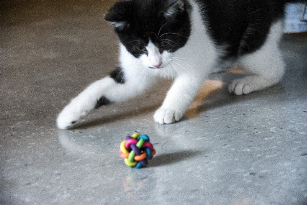 Cat mammal canada vertebrate Photo