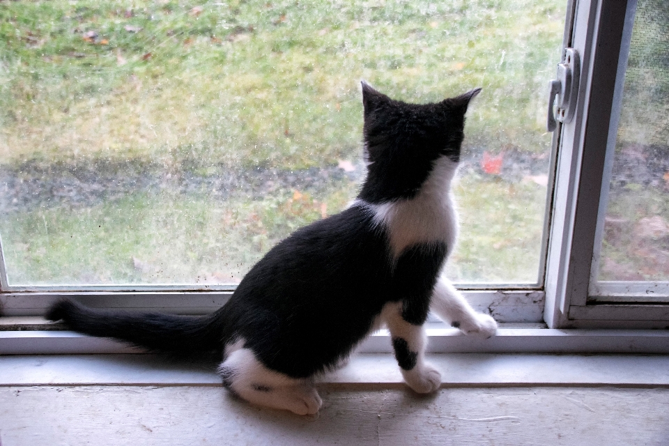 Gatinho gato mamífero preto