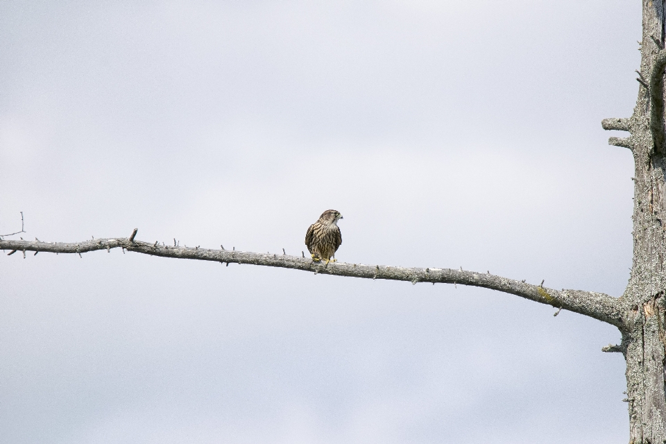 Baum zweig winter vogel