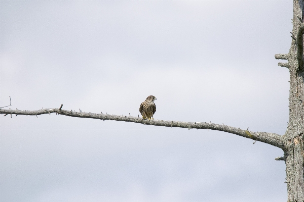 Tree branch winter bird Photo