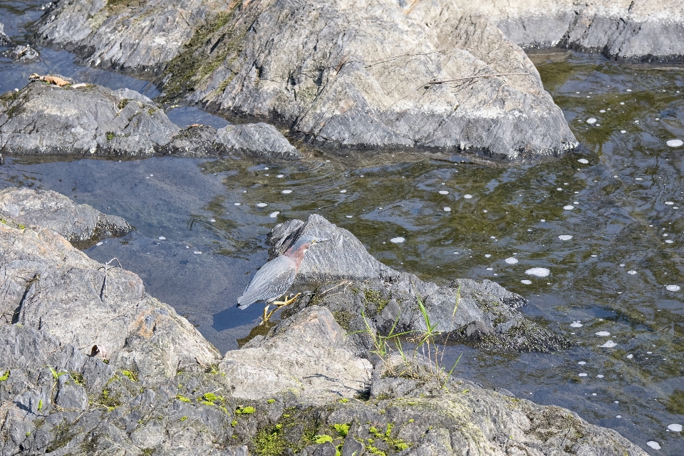 Mar agua pájaro río