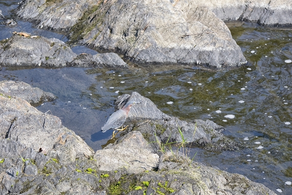 Foto Mar água pássaro rio