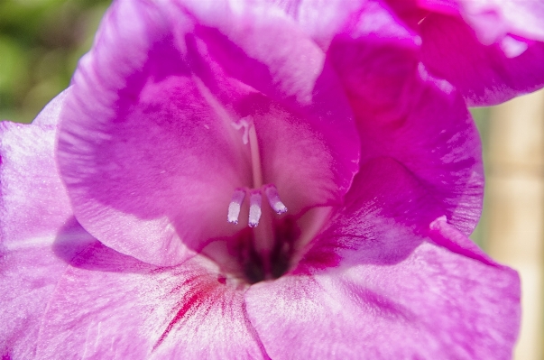 Blossom plant flower petal Photo