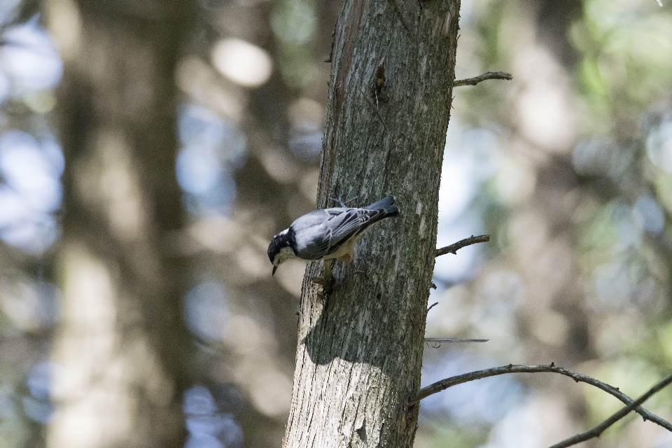 Arbre nature bifurquer oiseau