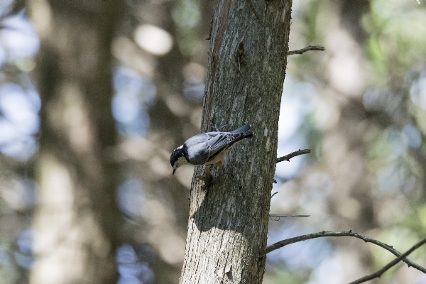 Zdjęcie Drzewo natura oddział ptak