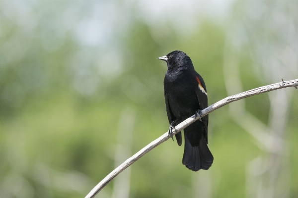 Nature branch bird wing Photo