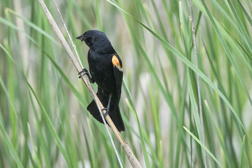 Naturaleza césped rama pájaro