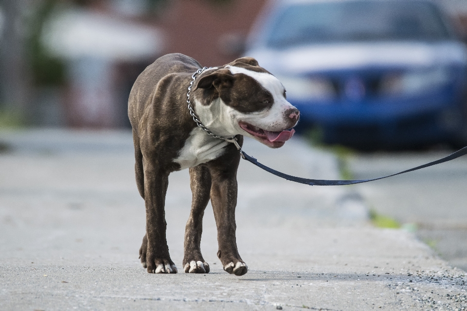 Dog mammal chien canada