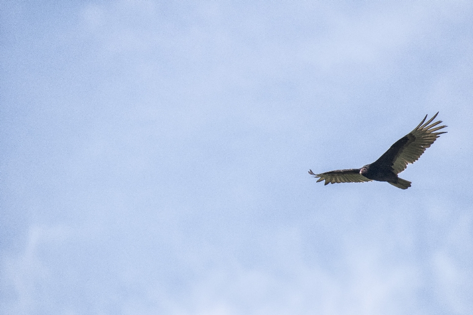 Bird wing sky airplane