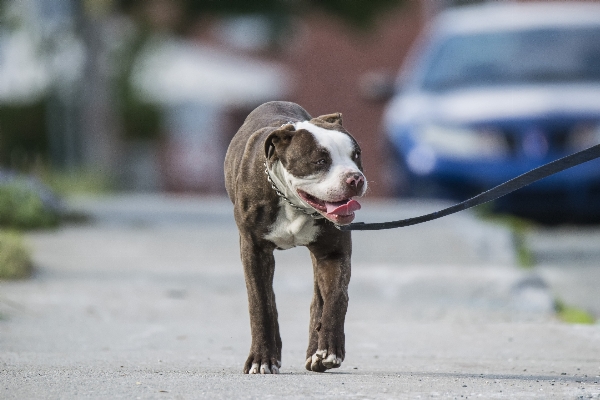 Puppy dog mammal chien Photo