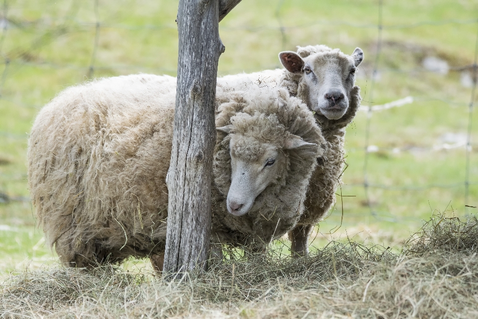 Erba azienda agricola pascolo
 pecora