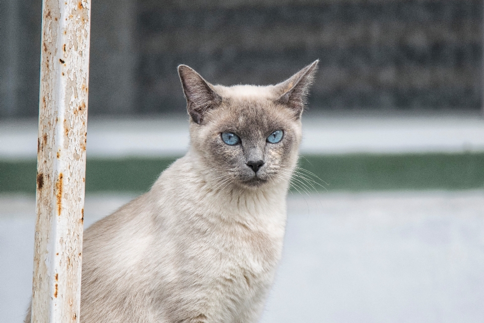 Chat mammifère fauna moustaches
