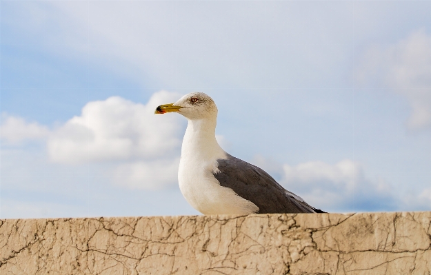 Nature bird white city Photo