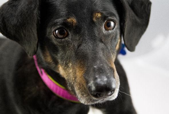 Puppy dog cute studio Photo