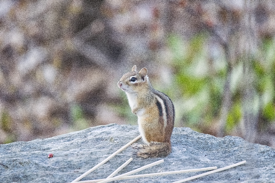 Natureza animais selvagens mamífero esquilo