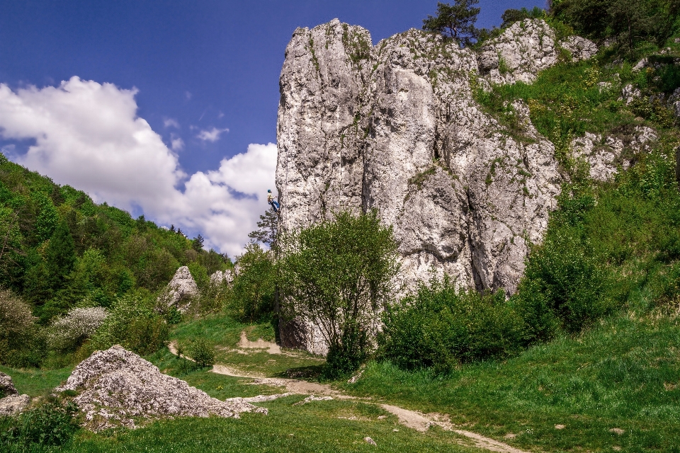 Paysage arbre nature rock