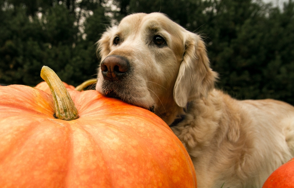 Dog golden sitting autumn