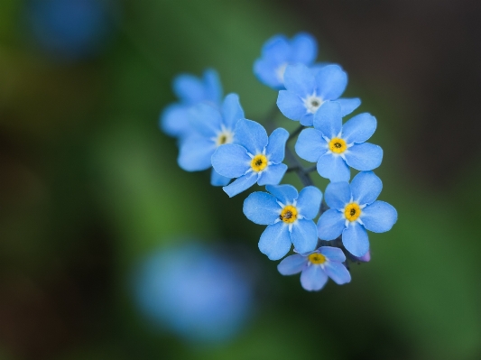 Nature blossom bokeh plant Photo