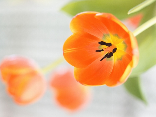 ボケ味
 植物 花 花弁 写真