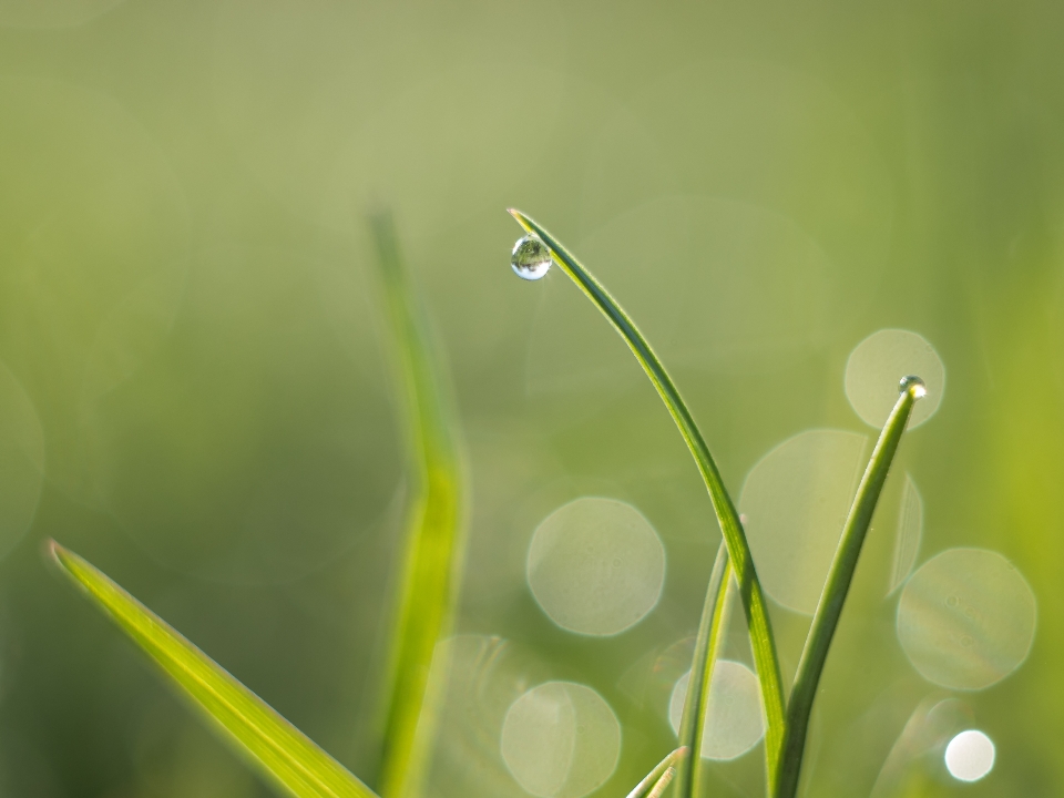 Water nature grass branch