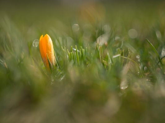 Water nature grass dew Photo