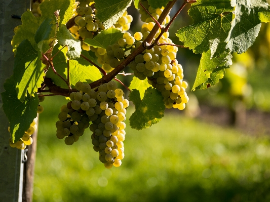 Tree branch plant grape Photo