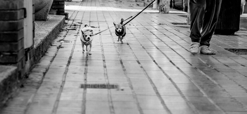 Foto All'aperto pedone bianco e nero
 strada