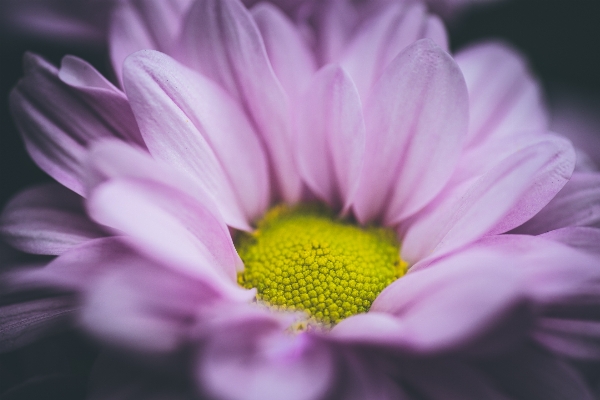 花 植物 写真撮影 花弁 写真