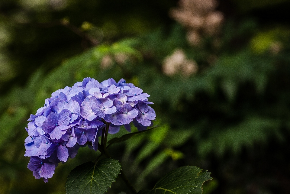 Nature fleurir usine feuille