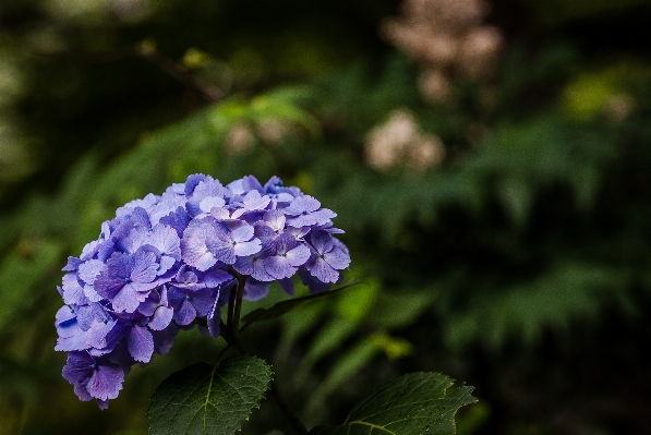 Nature blossom plant leaf Photo