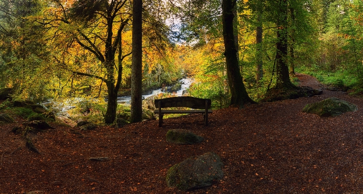 Landscape tree nature forest Photo