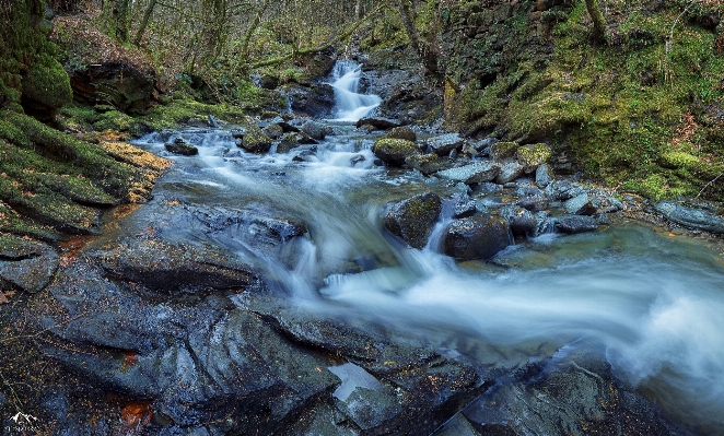 Landscape tree water nature Photo