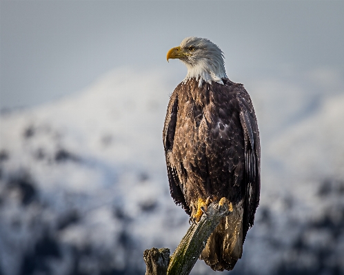 鳥 羽 探検 野生動物 写真