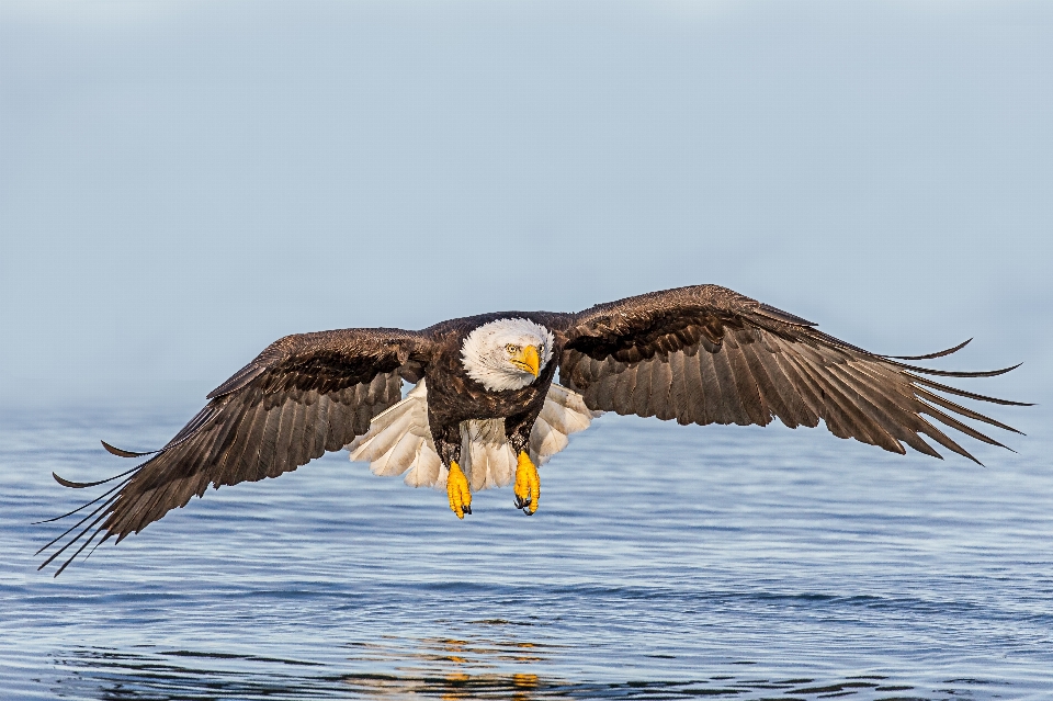 Vogel flügel tierwelt schnabel