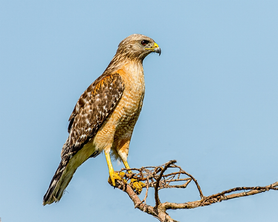 Branch bird wing wildlife